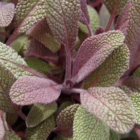 Salvia officinalis purpurascens - Purpursalbei - Salbei