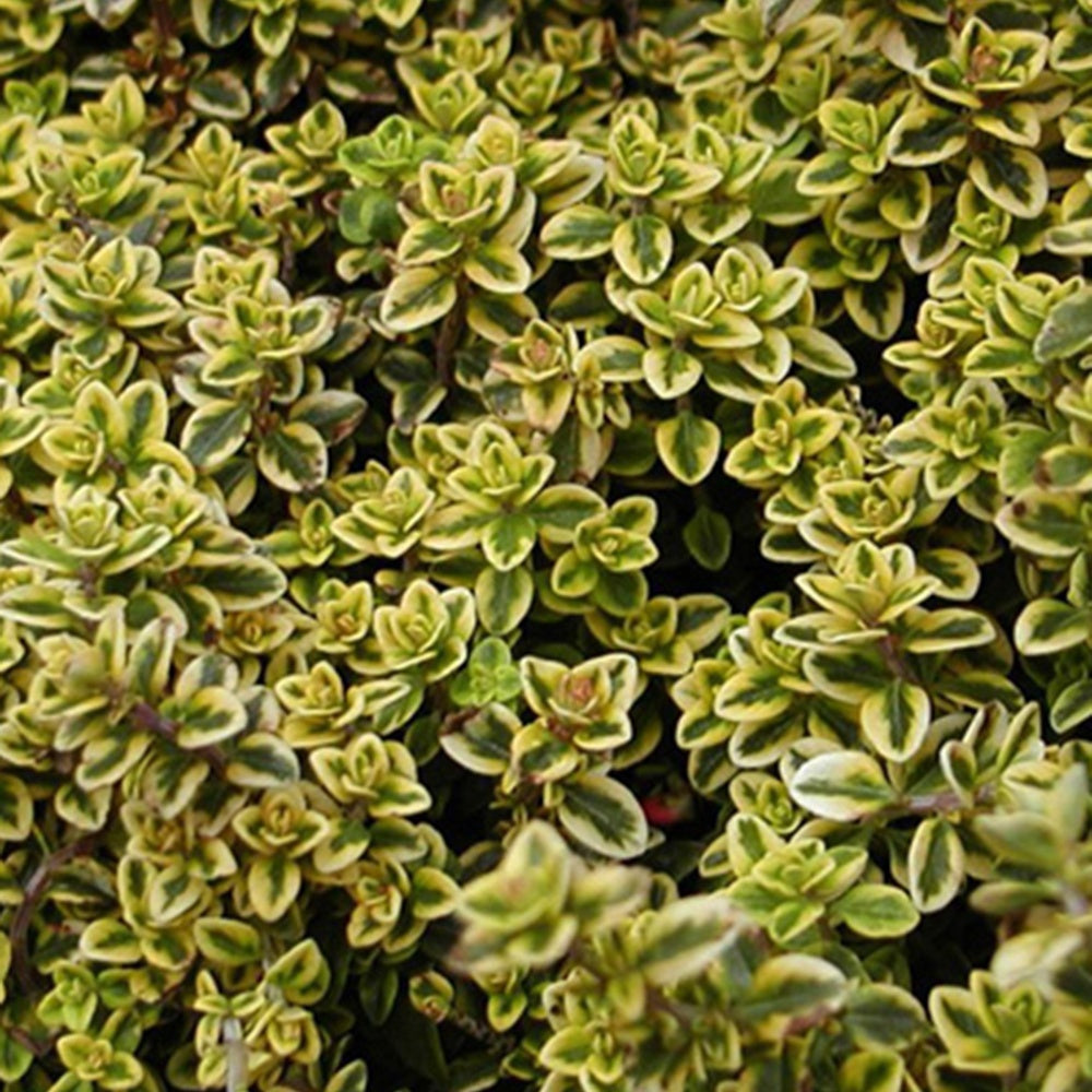 Zitronen Thymian - Willemse