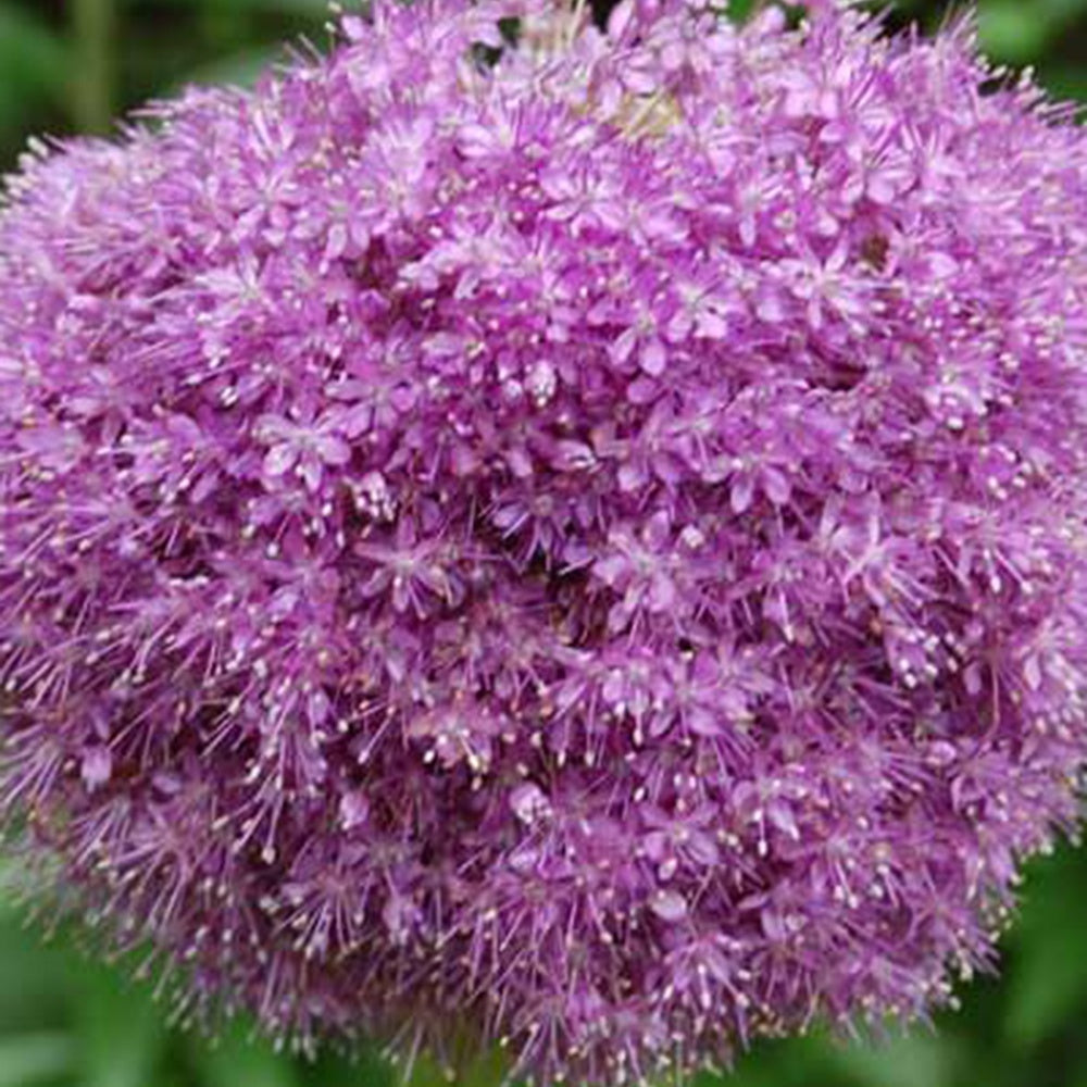 Allium giganteum - Riesen-Lauch - Stauden