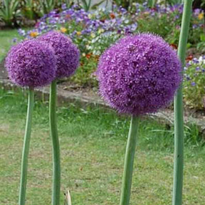 Riesen-Lauch - Willemse