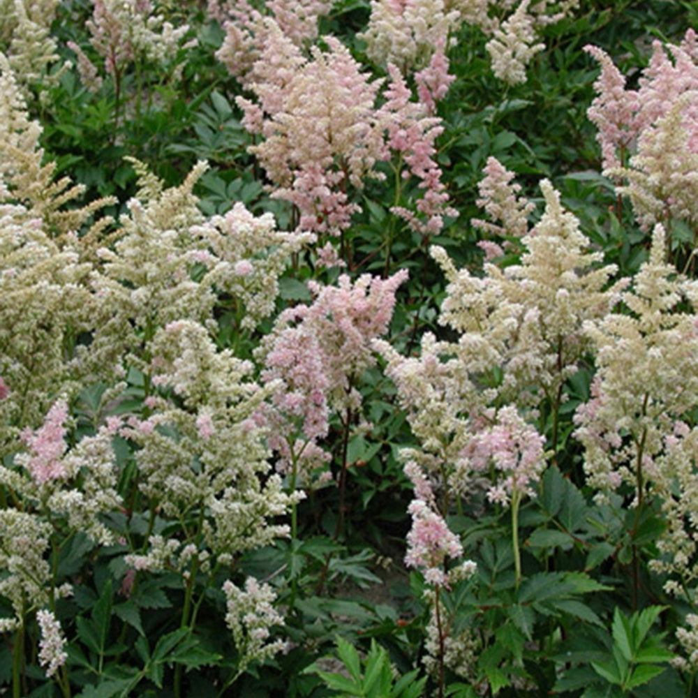 Japanische Prachtspiere Peach Blossom - Astilbe peach blossom ( japonica group ) - Willemse