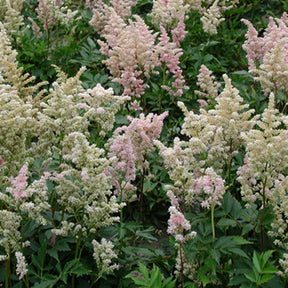 Japanische Prachtspiere Peach Blossom - Astilbe peach blossom ( japonica group ) - Willemse