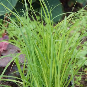 Sumpf-Segge - Carex acutiformis - Willemse