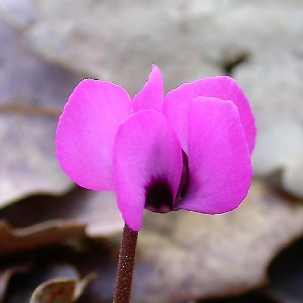 Verkauf Frühlings-Alpenveilchen ‘Rose’ - Cyclamen coum