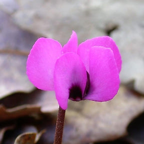 Verkauf Frühlings-Alpenveilchen ‘Rose’ - Cyclamen coum