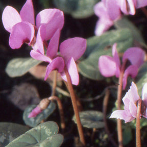 Stauden - Frühlings-Alpenveilchen ‘Rose’ - Cyclamen coum