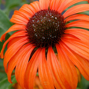 Sonnenhut Tangerine Dream ® - Echinacea purpurea Tangerine Dream ® - Willemse