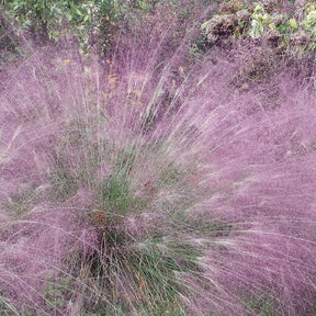 Eragrostis spectabilis - Liebesgras - Gräser