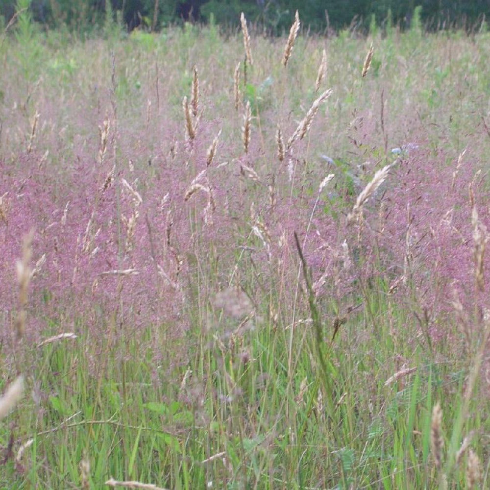 Liebesgras - Willemse