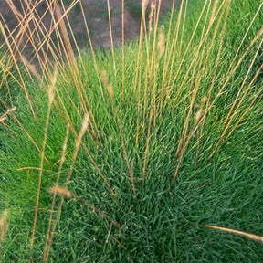 Bärenfell Schwingel - Festuca gautieri (scoparia) - Willemse