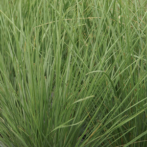 Atlas-Schwingel - Festuca mairei - Willemse