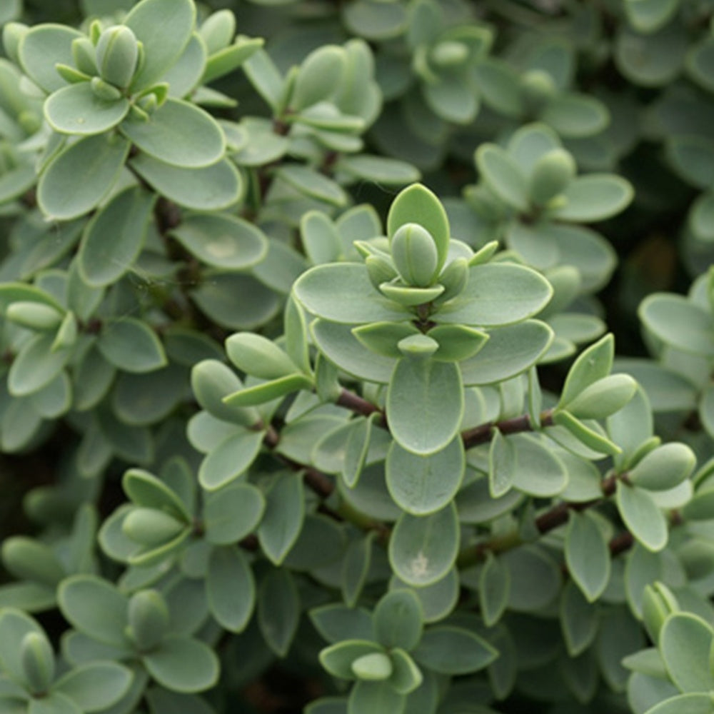 Strauchveronika - Immergrüne Sträucher - Willemse