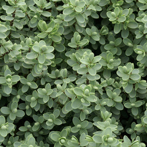 Verkauf Strauchveronika - Hebe carnosula