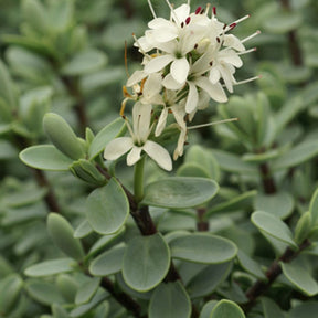 Immergrüne Sträucher - Strauchveronika - Hebe carnosula