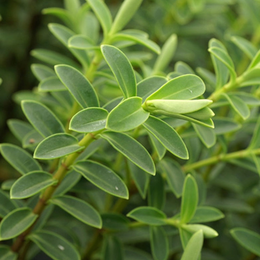 Verkauf Strauchveronika