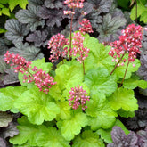 Purpurglöckchen Sweet Tart - Heuchera sweet tart - little cutie series - Willemse