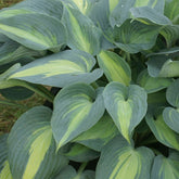Funkie Catherine - Hosta catherine - Willemse