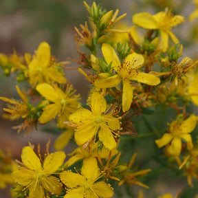 Echtes Johanniskraut - Hypericum perforatum - Willemse