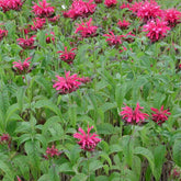 Monarda mahogany - Indianernessel Mahogany - Monarde