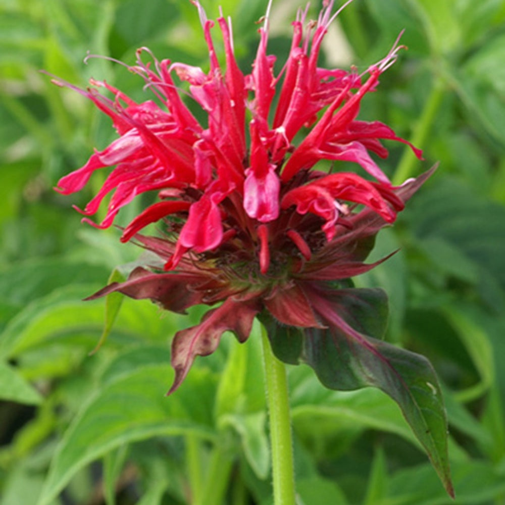 Indianernessel Mahogany - Monarda mahogany - Willemse