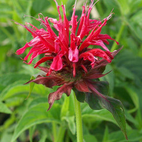 Indianernessel Mahogany - Monarda mahogany - Willemse