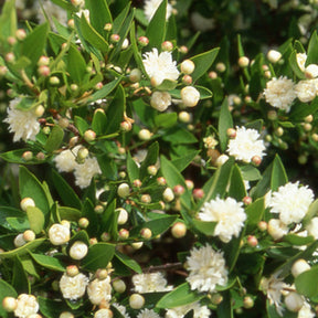 Echte Myrte 'Flore Pleno' - Myrtus communis flore pleno - Willemse
