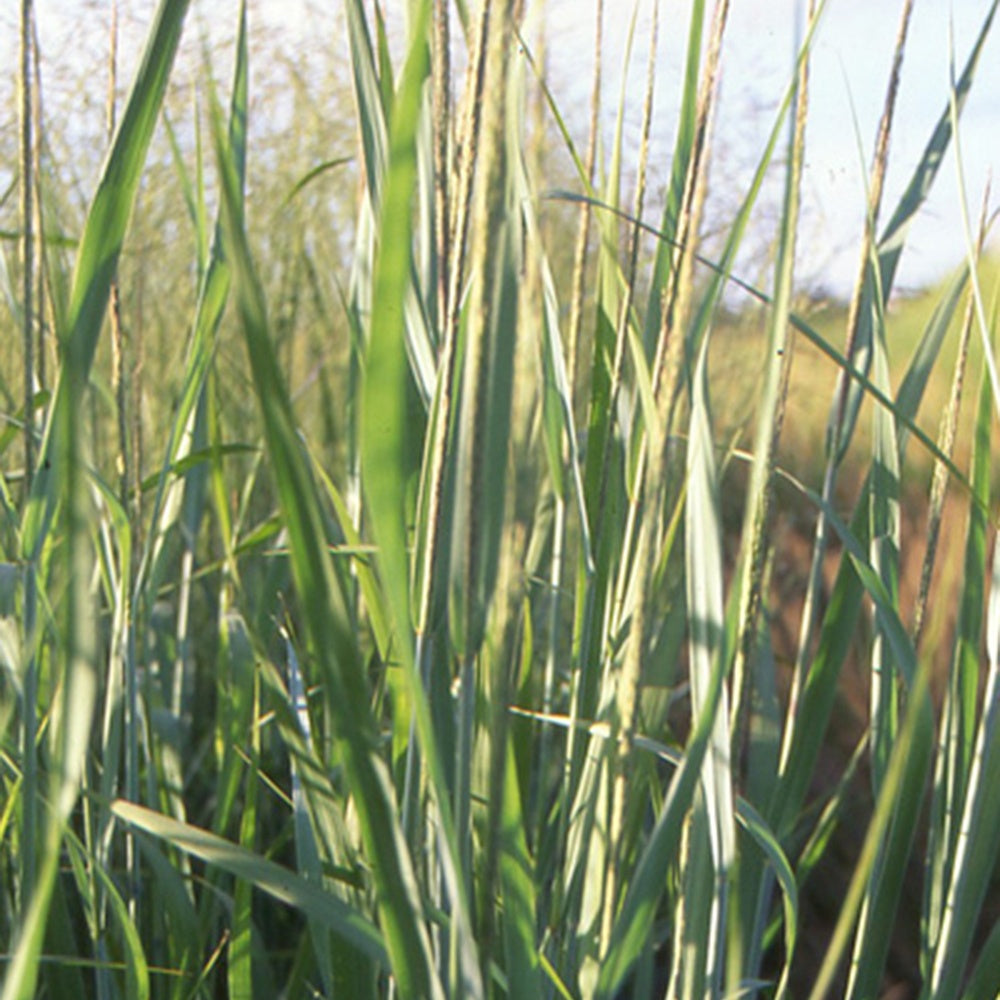 Rutenhirse 'Dallas Blues' - Panicum virgatum dallas blues - Willemse