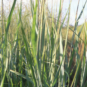 Rutenhirse 'Dallas Blues' - Panicum virgatum dallas blues - Willemse