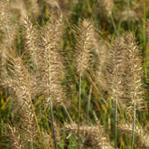 Pennisetum alopecuroides Little Bunny - Lampenputzergras Little Bunny - Pennisetum