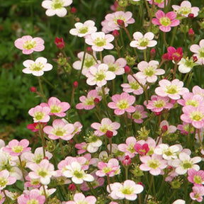 Ware's Crimson Steinbrech - Saxifraga arendsii Ware's Crimson - Willemse