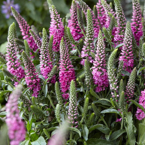 Ehrenpreis Bubblegum Candles ® - Veronica spicata bubblegum candle's ® - Willemse