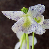 Pfingstveilchen Freckles - Viola sororia freckles - Willemse