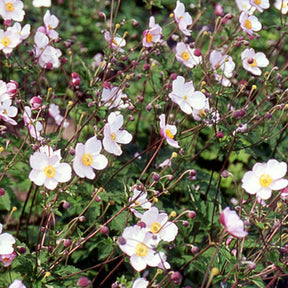 Japanische Anemone Robustissima - Willemse