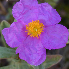 Graulaubige Zistrose - Cistus albidus - Willemse
