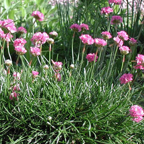 Garten-Grasnelke Splendens - Armeria maritima 'splendens' - Willemse