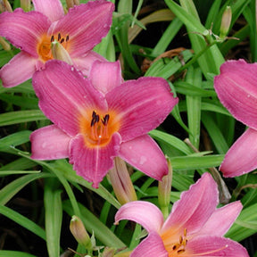 Taglilie Sugar Candy - Hemerocallis sugar candy - Willemse
