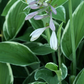 Funkie Francee - Hosta fortunei  Francee - Willemse