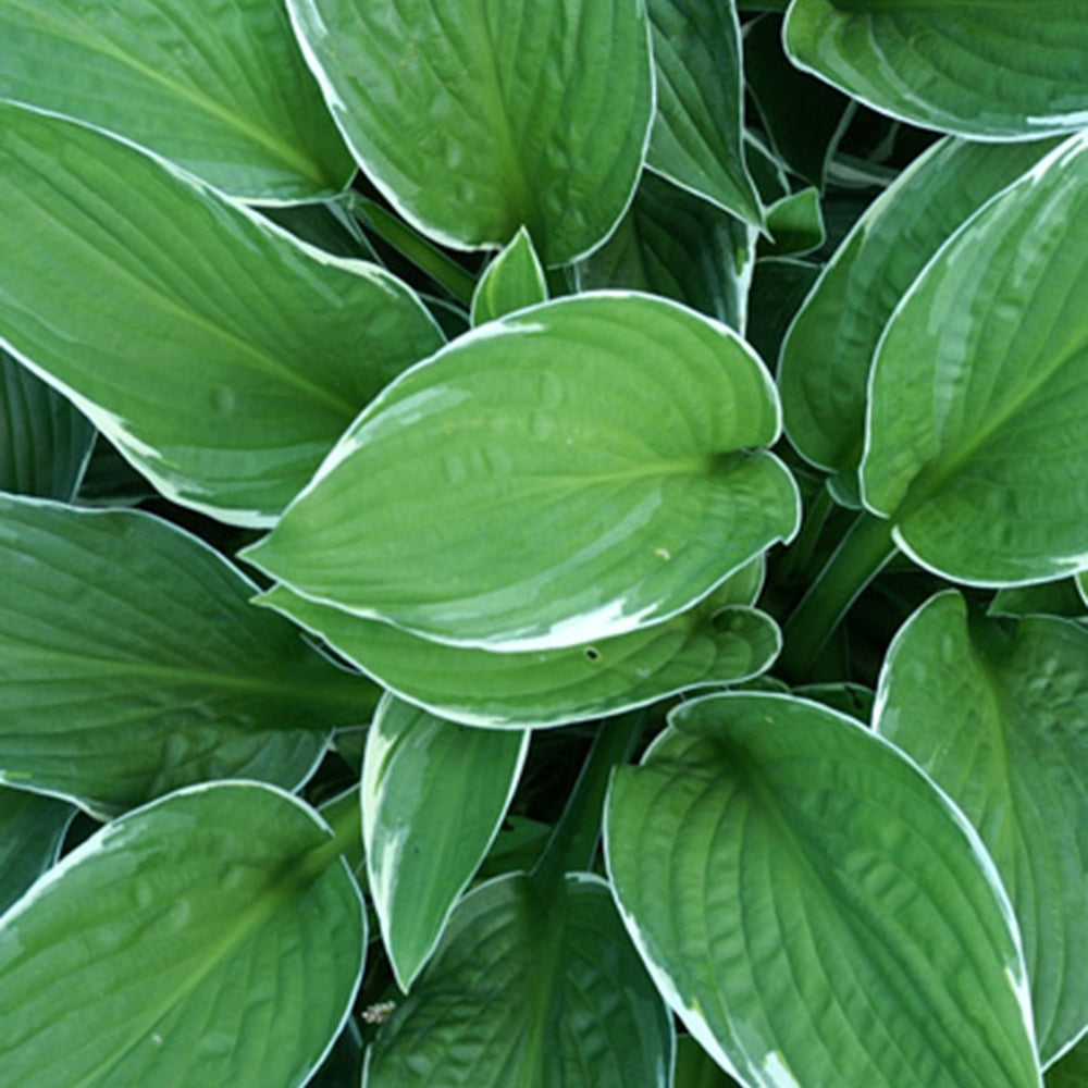 Hosta fortunei  Francee - Funkie Francee - Stauden