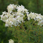 Bergminze - Pycnanthemum flexuosum - Willemse