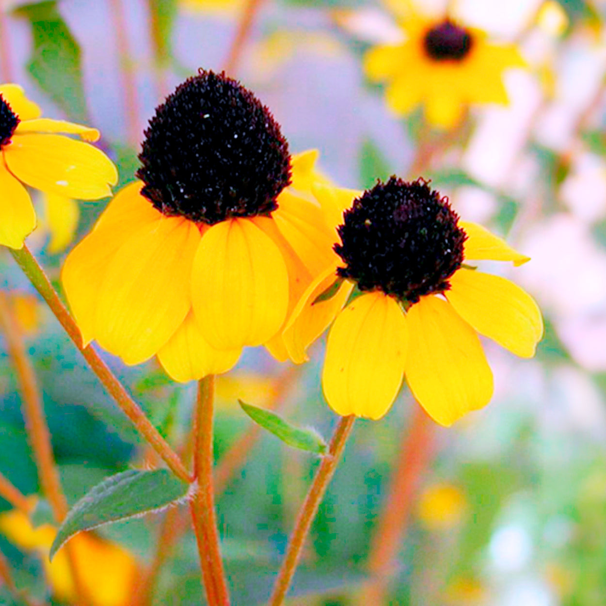 Rudbeckia - Dreilappiger Sonnenhut - Rudbeckia  triloba