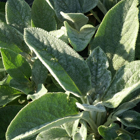 Wollziest Cotton Boll - Stachys byzantina Cotton Boll - Willemse