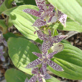Krötenlilie 'Miyazaki' (Tricyrtis) - Willemse