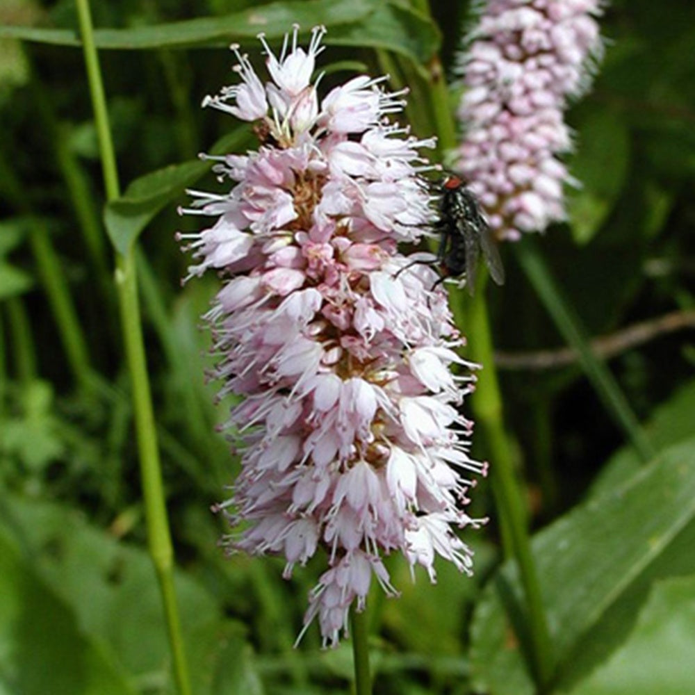 Verkauf Knöterich Superba - Persicaria bistorta Superba