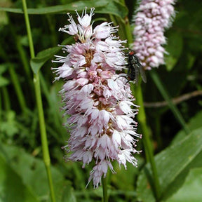 Verkauf Knöterich Superba - Persicaria bistorta Superba