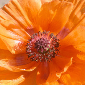 Orientalischer Mohn Harvest Moon - Papaver orientale harvest moon - Willemse