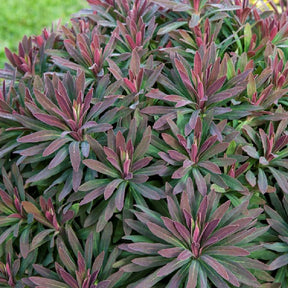 Wolfsmilch Ruby Glow - Euphorbia amygdaloides ruby glow - Willemse