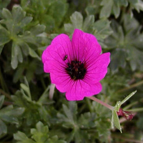 Grauer Storchschnabel 'Splendens' - Willemse