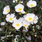 Stumpfblättrige Zistrose - Cistus obtusifolius - Willemse