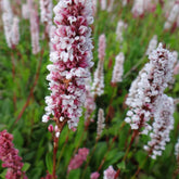 Knöterich Donald Lowndes - Persicaria affinis Donald Lowndes - Willemse