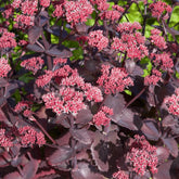 Herbst-Fettblatt 'Chocoloate Cherry' - Willemse